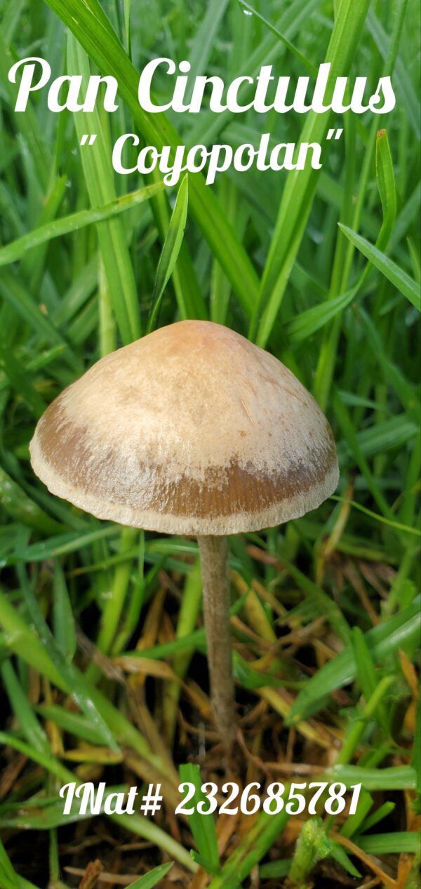 Panaeolus Cinctulus "Coyopolan" Research LC Syringe - Image 2