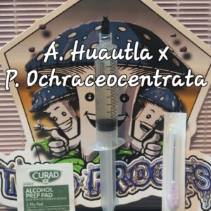 A Huautla x P. Ochraceocentrata Research Syringe