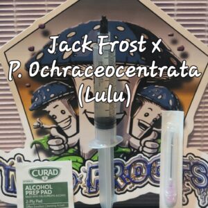 Jack Frost x P Ochraceocentrata Research Syringe (Lulu)