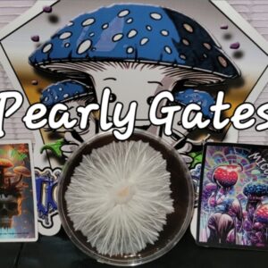 Pearly Gates Research Plate (TAT x Homestead PE)