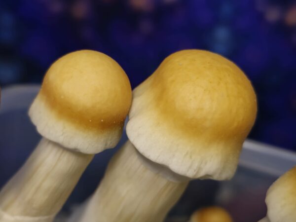PEU "Frankenfurter" Swab Set - Image 4