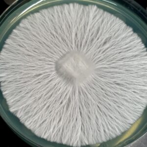 Albino Chodewave Research Plate