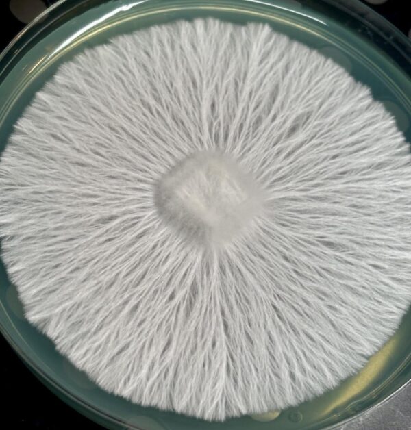 Albino Chodewave Research Plate