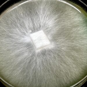 AMVP Research Plate