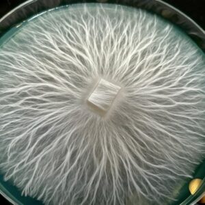 Albino Bluey Vuitton Research Plate