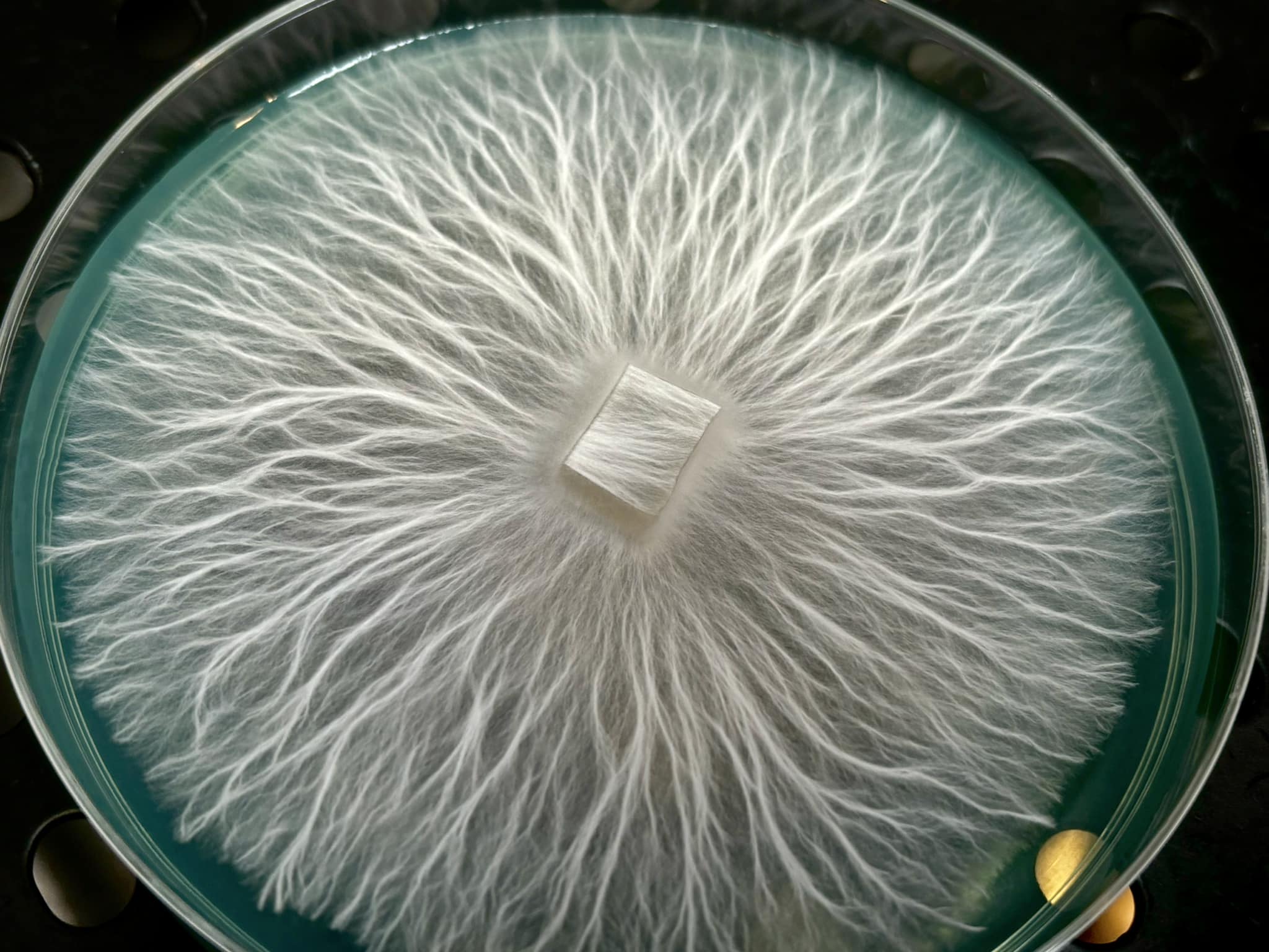 Albino Bluey Vuitton Research Plate