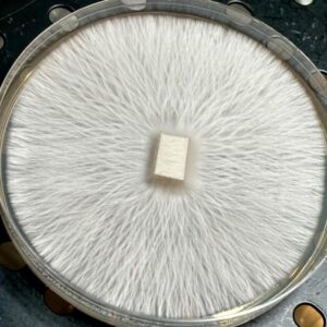 Albino Gumby Research Plate