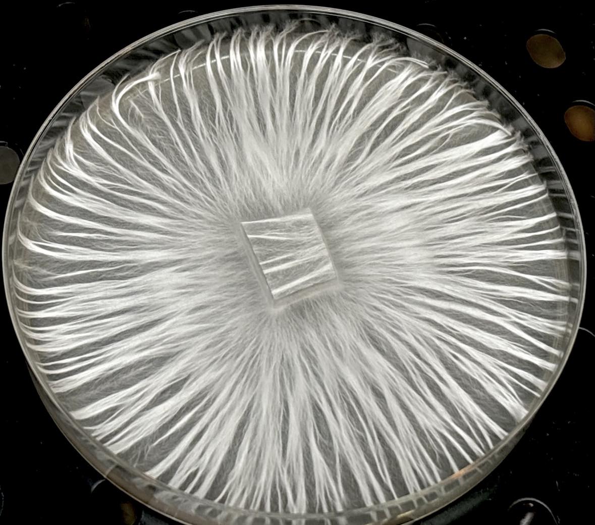 Albino Makilla Research Plate