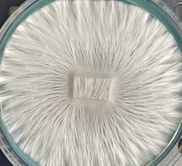 Albino Melmak Research Plate