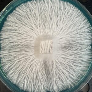 Avalanche Research Plate