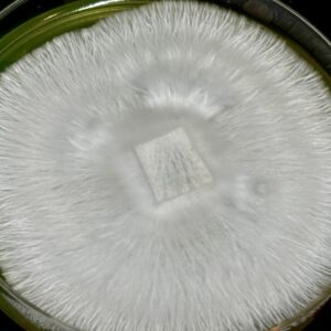 Black Cap Nats (P. Ochraceocentrata) Research Plate