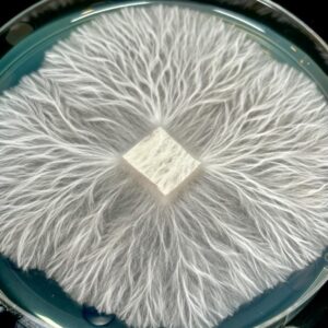 Blue Ghost Research Plate