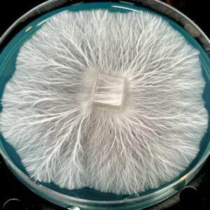 Bluey Vuitton Research Plate