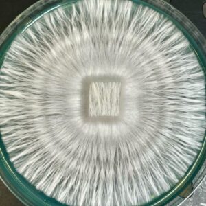 DC MAK Research Plate