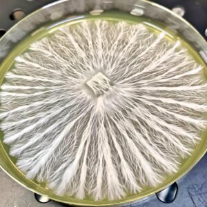 Flipper Research Plate