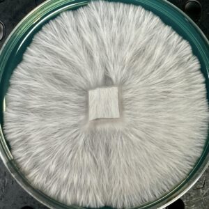 Ghost Research Plate