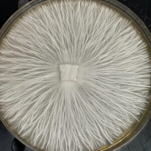 Goliath PE Research Plate