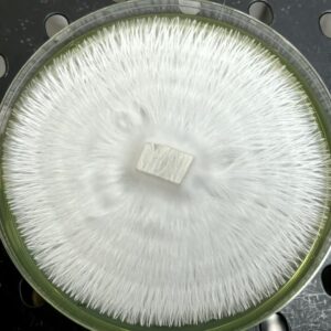 Green Cap Nats (P. Ochraceocentrata) Research Plate