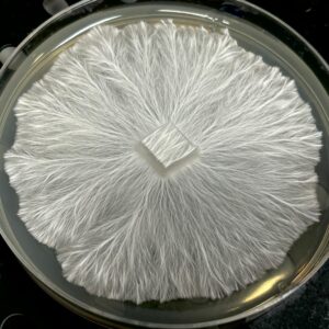Humble APE (HAPE) Research Plate