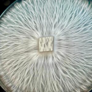Humble PE Research Plate