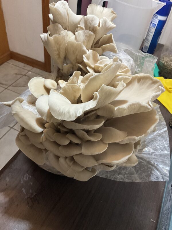 Princess Pearl Oyster Agar Plate 100mm