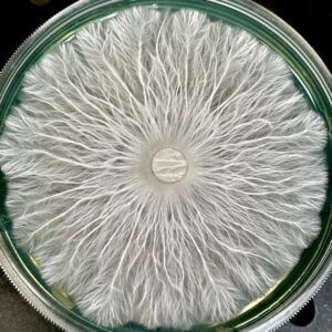 Jack Frost Research Plate