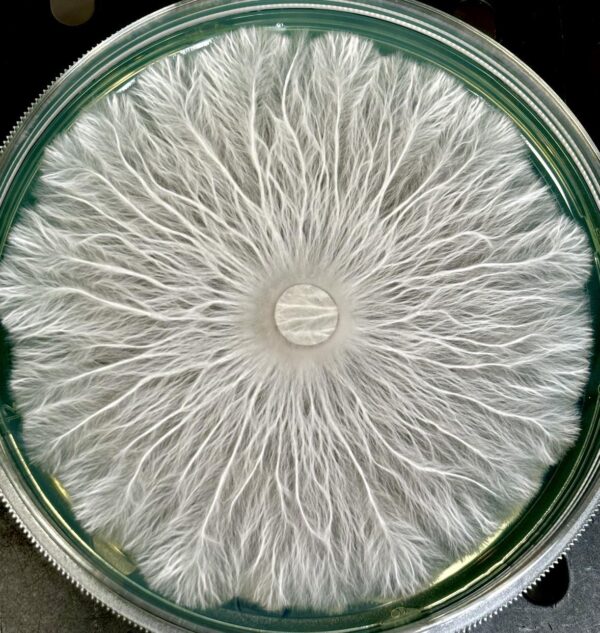Jack Frost Research Plate