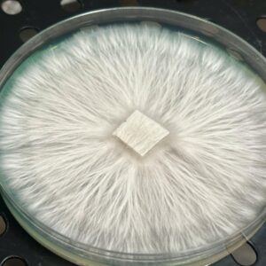 Leucistic Jedi Mind Fuck Research Plate