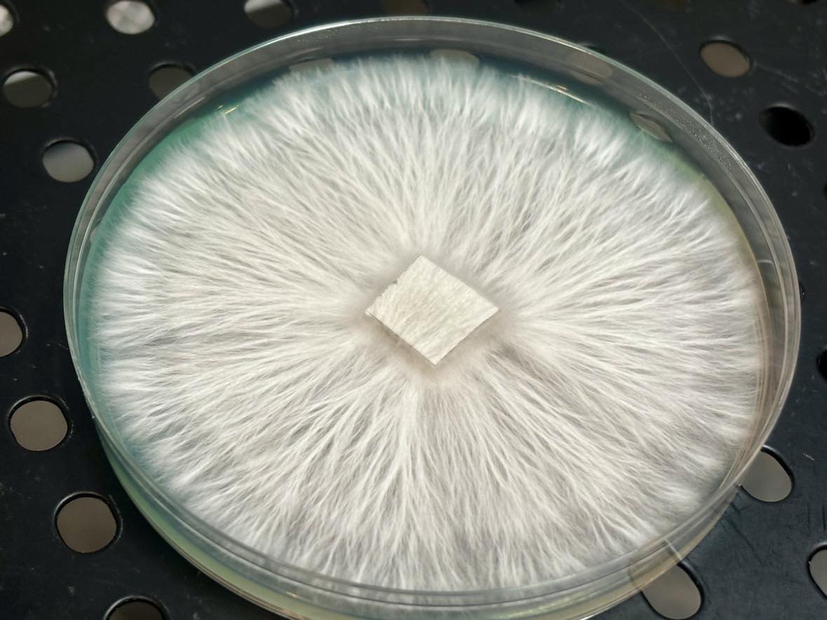 Leucistic Jedi Mind Fuck Research Plate