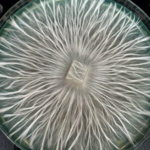 Mak Galactic Research Plate