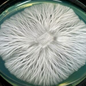 Makshak Research Plate