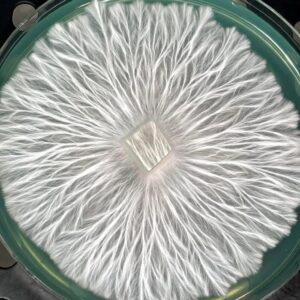 Melmak Research Plate