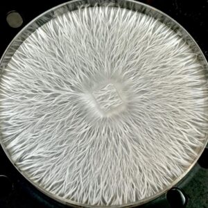 NSS Nats (P. Ochraceocentrata) Research Plate