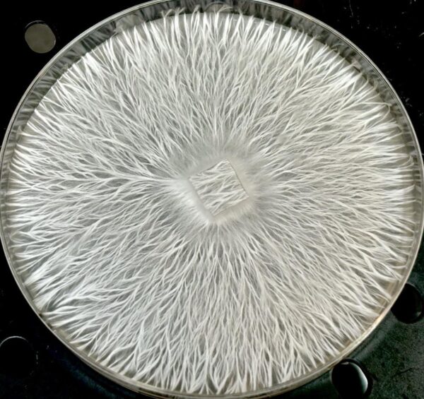 NSS Nats (P. Ochraceocentrata) Research Plate