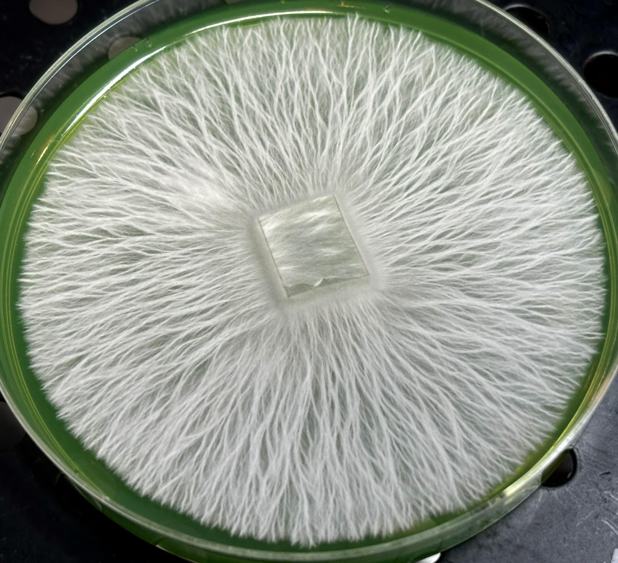 Nutcracker Research Plate