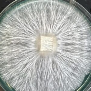 ODPE Research Plate