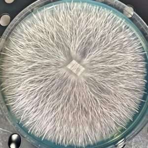 OG Albino Penis Envy (APE) Research Plate