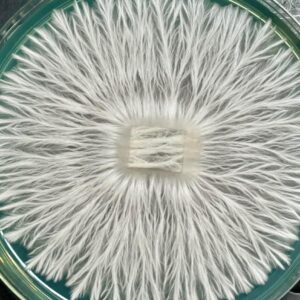 Penis Envy 7 (PE7) Research Plate
