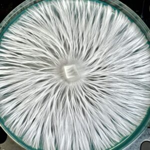 Pearly Gates Research Plate