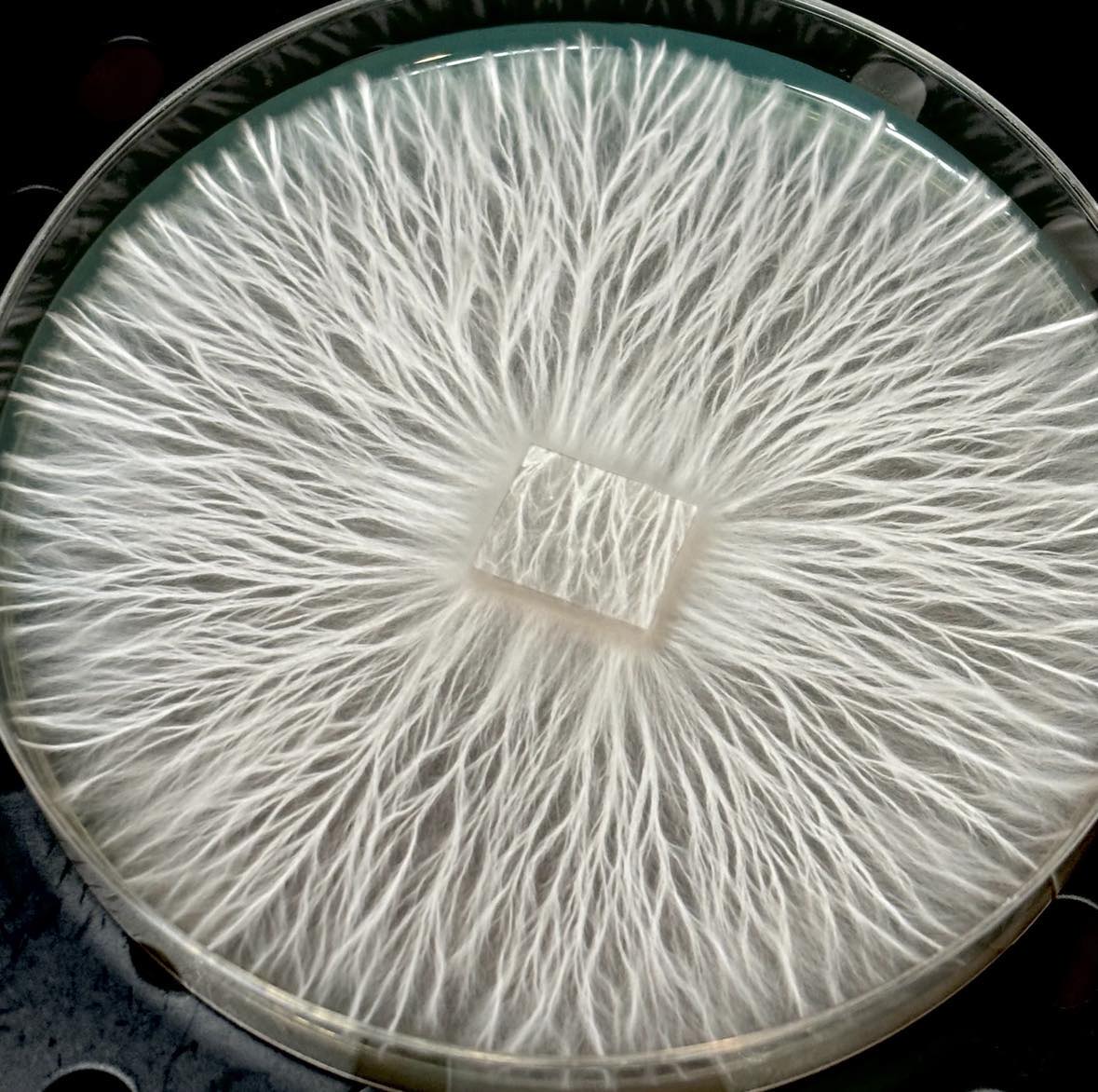 Phobos Research Plate