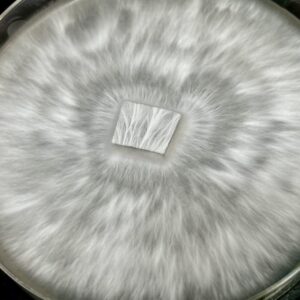 Rango Research Plate