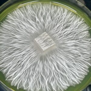 Shakti Blue Mutant Research Plate