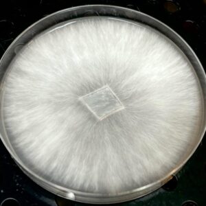 Squat Mak Research Plate
