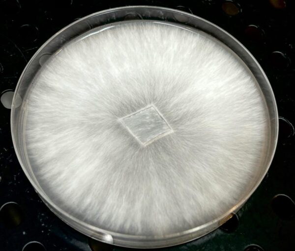 Squat Mak Research Plate