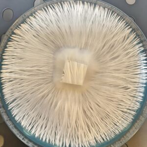 TBC (TAT Black Cap) Research Plate