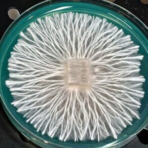 Toque Research Plate