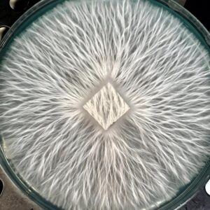 Yeti Research Plate
