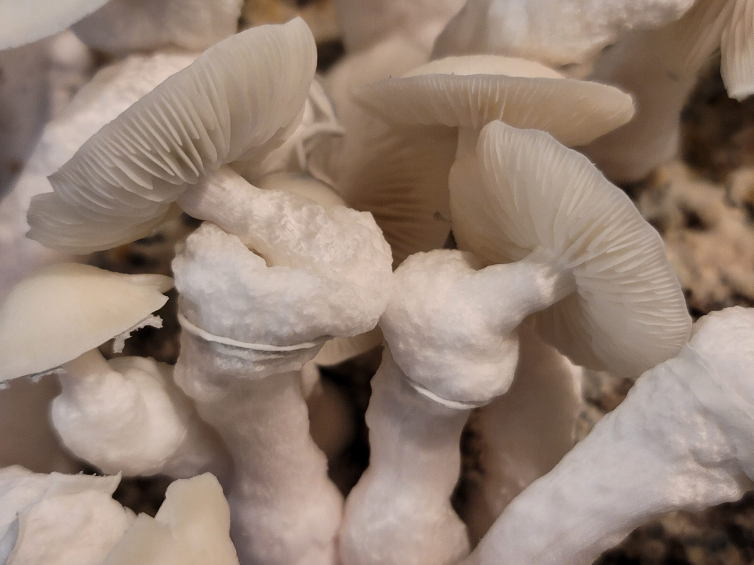 El Blanco Spore Swabs - Image 3
