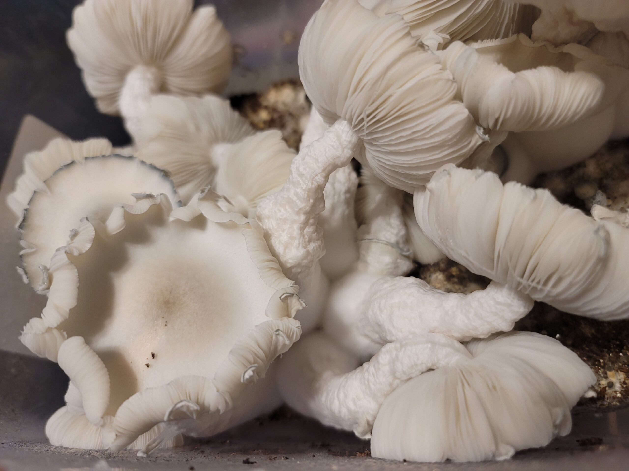 El Blanco Spore Swabs - Image 4