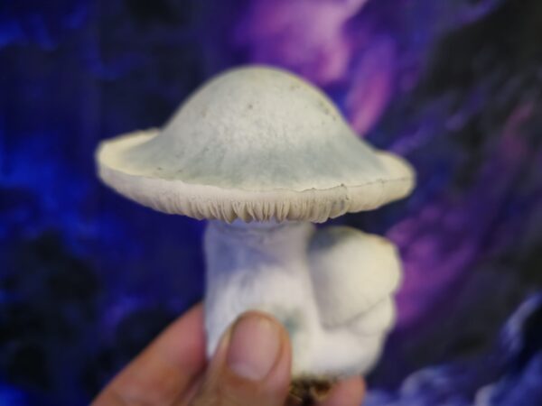 Albino Bluey 10ML Research Syringe - Image 2